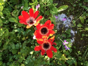 red and yellow species tulip in bloom, Greece, March